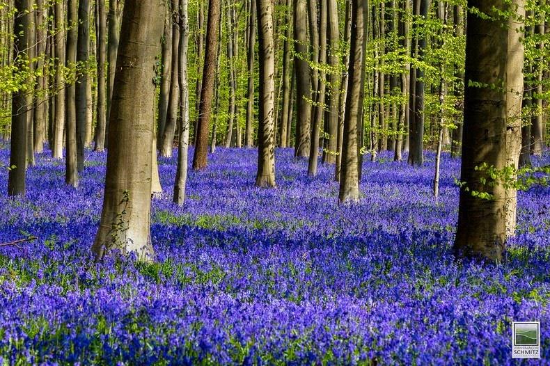 hallerbos  forest - बेल्जियम के हॉलरबोस जंगल का वसंत के महीने में अलग ही रंग दिखता है। वसंत में इस जंगल की जमीन ब्लुएबेल्स फूल से ढक जाती है जो स्वर्ग जैसा कहा जा सकता है। 