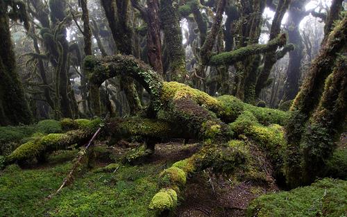 goblin forest - न्यूजीलैंड के भूत वन अपने नाम की तरह ही खोफनाक और भयंकर हैं। इन वनों के पेड झुके हुए और घने होते हैं। यहां वर्षा बहुत अधिक होती है जिससे हमेशा नमी रहती है। सूरज की किरणें जमीन तक न पहुंचने से अंधेरा रहता है। 
