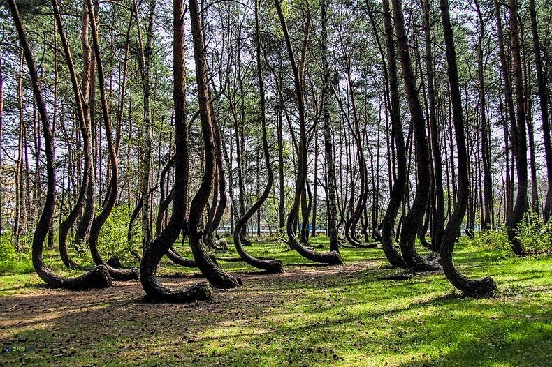 crooked forest - पोलैंड के कुटिल वन कुदरत का चमत्कार लगते हैं। इन वनों में पेड व्रक आकार के हैं जो 90 डिग्री पर तने से झुके होते हैं। ।