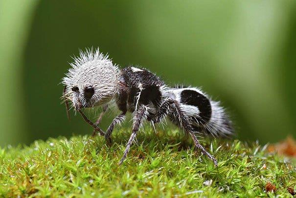 पंडा चींटी- चिली में पाई और देखी जाने वाली इन चींटियों के शरीर पर बाल होते हैं। इन चींटियों का डंक भी बड़ा दुखदाई और ज़हरीला होता है।