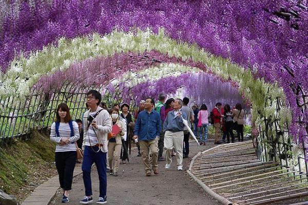 क्वाची फूजियन - जापान की इस खूबसूरत जगह पर करीब 150 प्रजातियों के फूल खिलते हैं जो एक सुरंग की तरह बने हुए जाल से लिपटे होते हैं। 