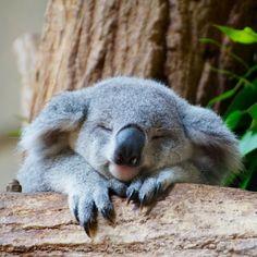 कोआला सामान्यतय 22 से 24 घंटे सोते हैं 