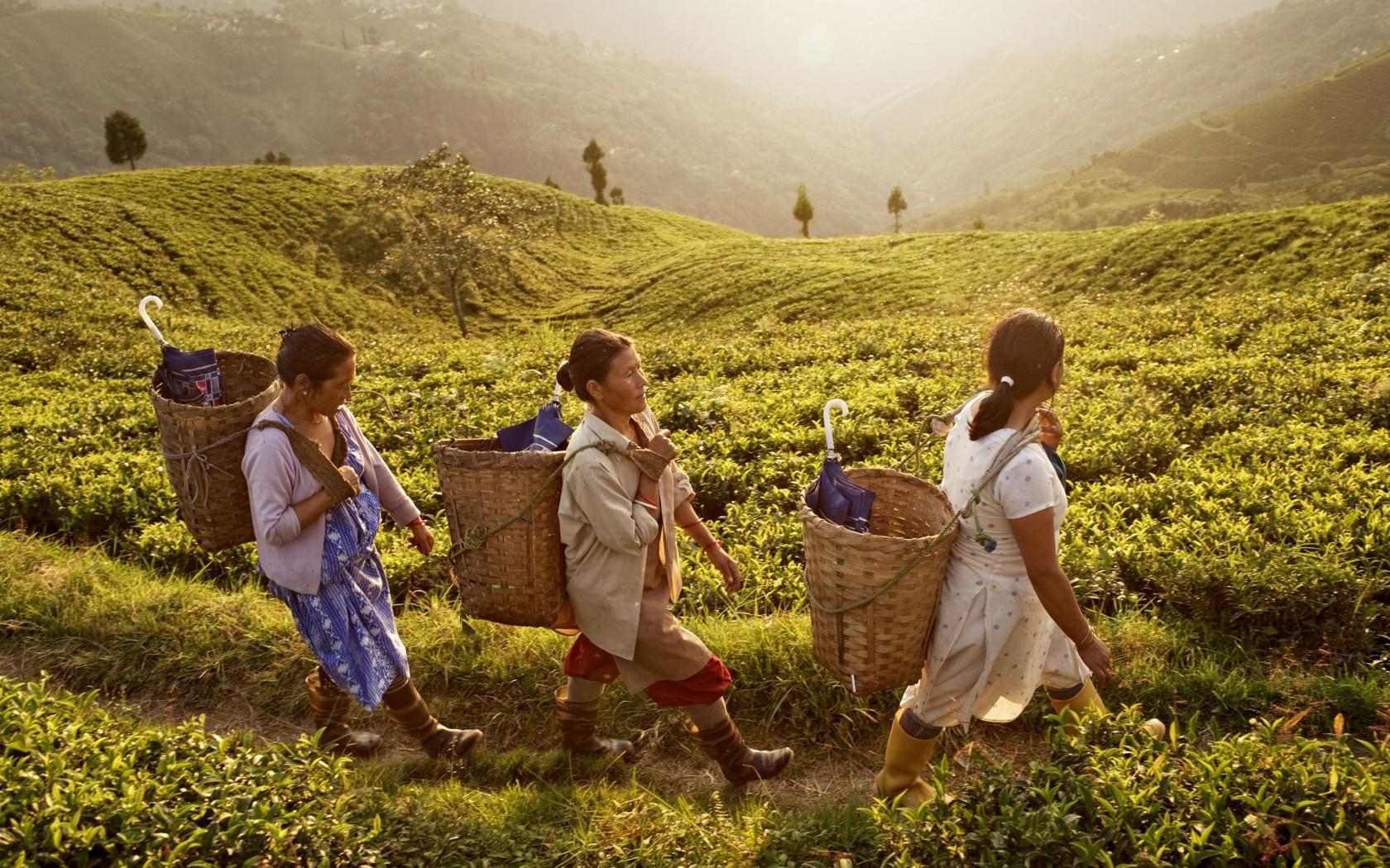दार्जिलिंग की चाय - भारत में चाय की चुस्की का स्वाद दुनियाभर में प्रसिद्ध है। आसाम और दार्जिलिंग की चाय लोगों को अपने आप ही अपनी ओर खींचती है।