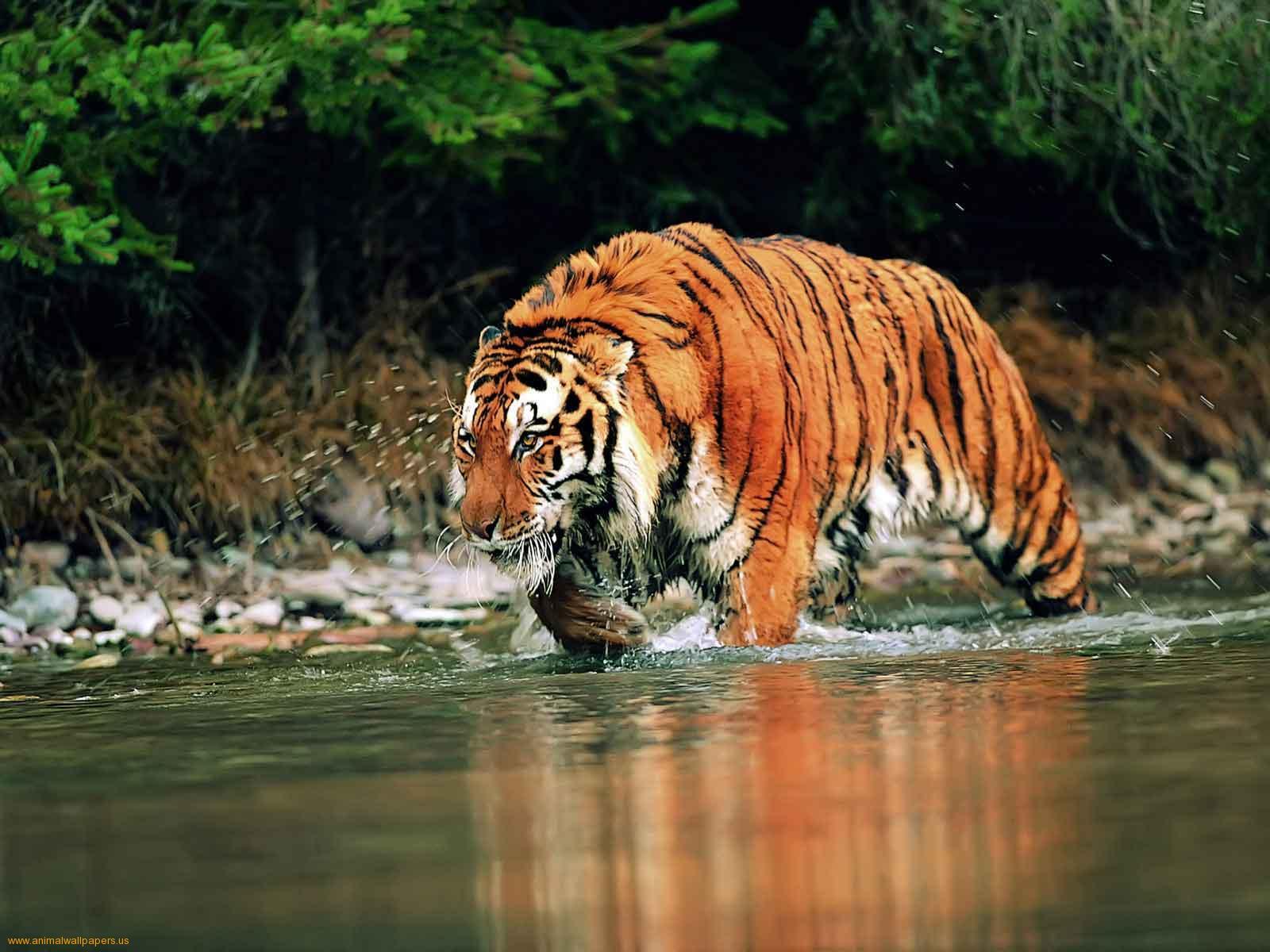 बंगाल टाइगर - पश्चिम बंगाल के बंगाल टाइगर दुनिया के हर देश में प्रसिद्ध हैं इन्हें देखने के लिए दुनियाभर के लोग भारत आते हैं। भारत में इन टाइगर की प्रजाती को बचाने के लिए भरपूर प्रयास किए जा रहे हैं।