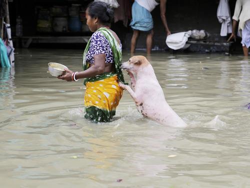कुछ समय पहले कोलकाता में आई बाढ़ ने आम जनजीवन को  अस्त-व्यस्त कर दिया था। इस फोटो में एक महिला का सहारा लेकर पानी से लबालब भरी एक सड़क को पार कर रहा है ये कुत्ता।