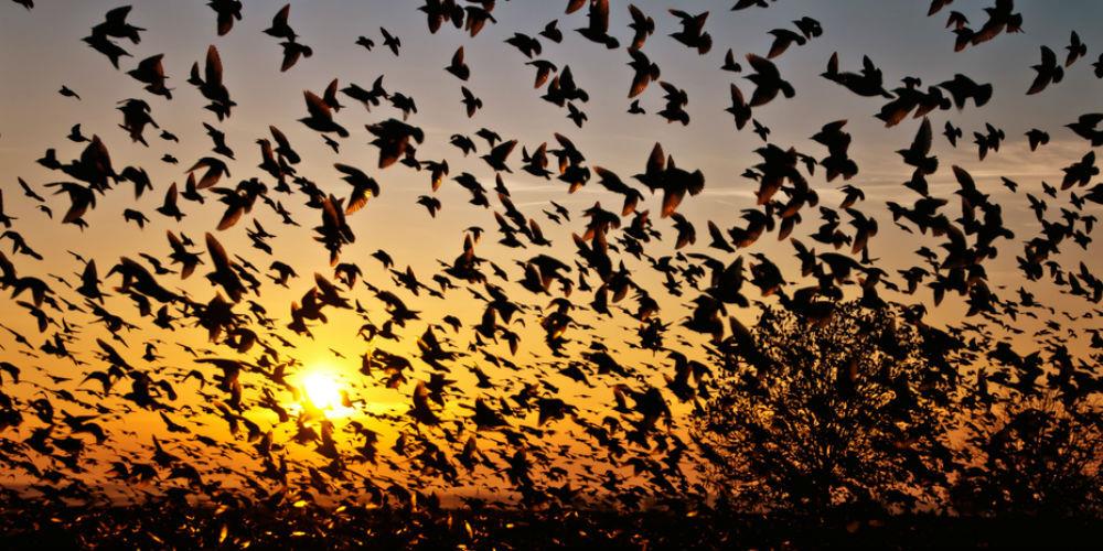 जतिंगा असम के बोरेल पहाड़ियों की तलहटी में बसा है। सितंबर से अक्टूबर महीने के बीच यहां प्रवासी पक्षी बहुत स्पीड से उड़ते हुए आते हैं और पेड़ों और पहाड़ों से टकराकर अपनी जान गंवा देते हैं।