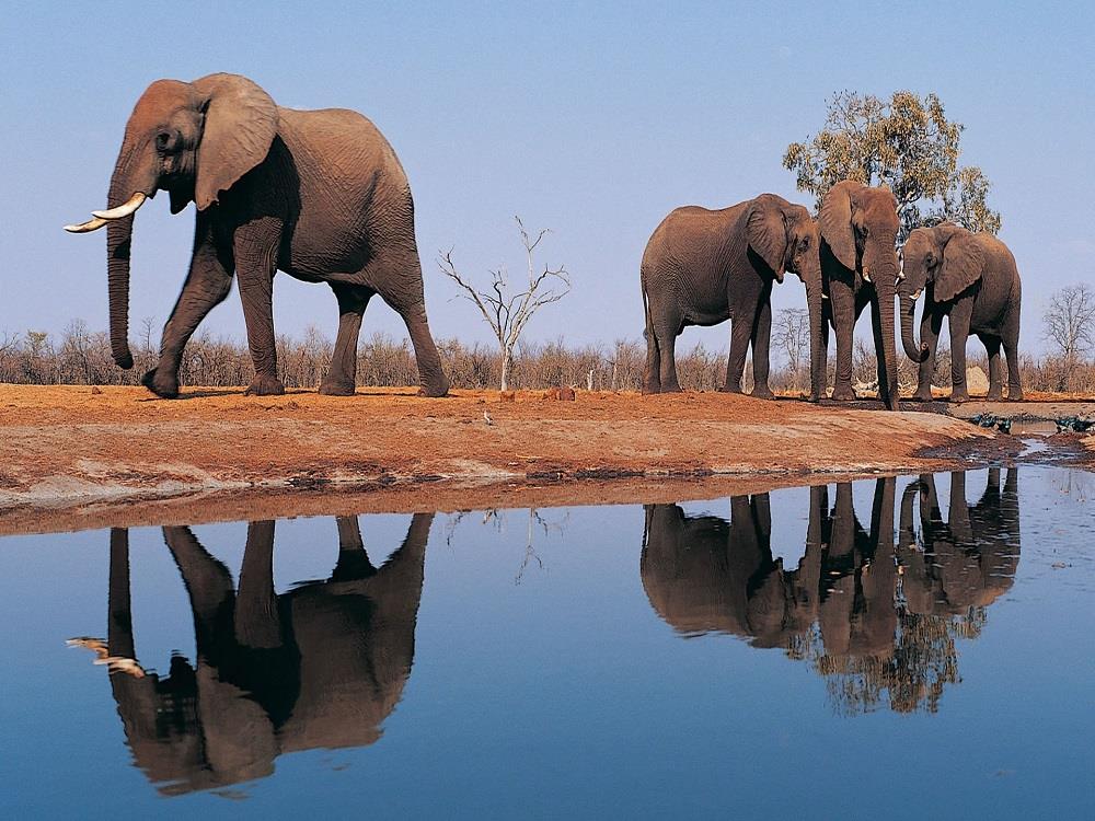 हाथी पूरे जीवन भर बढ़ता ही रहता है। अक्सर हाथियों की टोली का सबसे भीमकाय सदस्य ही सबसे बूढ़ा होता है।