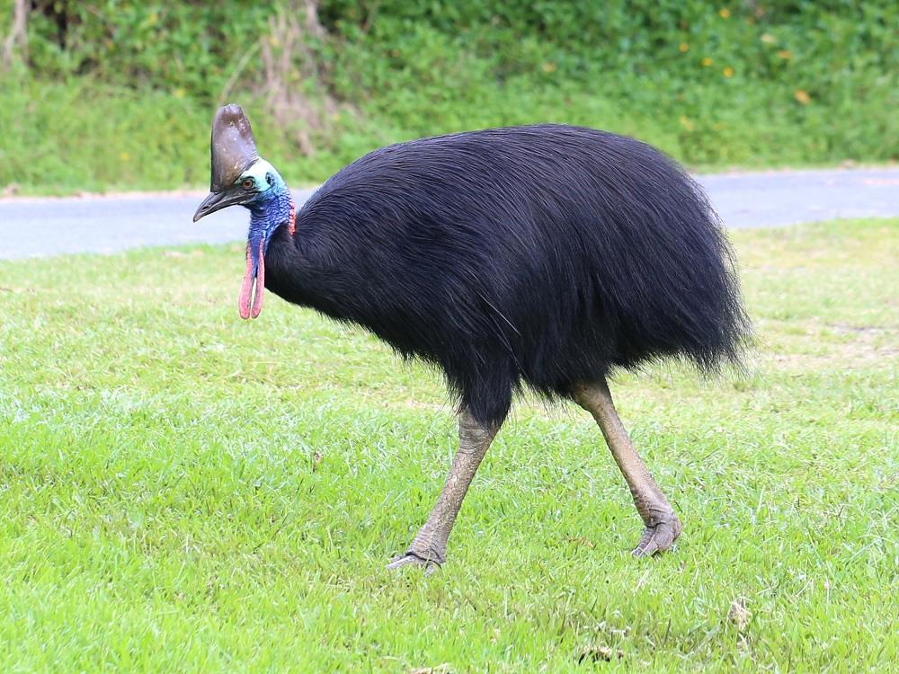 कसोवरी  5 फीट ऊंचा आस्ट्रेलियाई पक्षी है। उसके सिर पर हड्डियों से बनी एक सख्त टोपी और पैरों में नुकीले पंजे होते हैं। कसोवरी अपनी एक जोरदार दुलत्ती से किसी आदमी को मार भी सकती है।