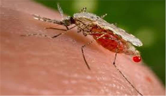 शरीर की गंध से होगी मलेरिया की पहचान, खून देने की नहीं होगी जरूरत 