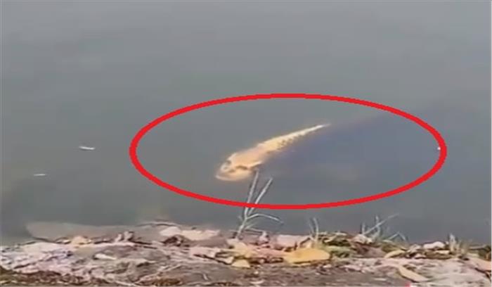 झील में नजर आई मानव चेहरे वाली मछली , देखकर डर रहे हैं लोग, देखें वीडियो