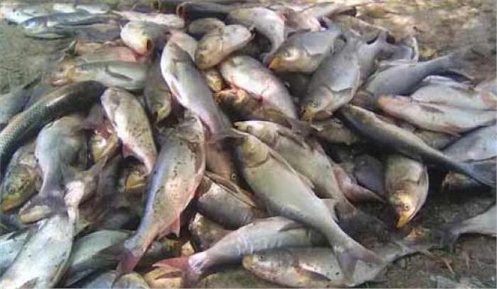भूस्खलन से पिंडर नदी में बड़ी मात्रा में मछलियों की हुई मौत, ग्रामीण उड़ा रहे दावत
