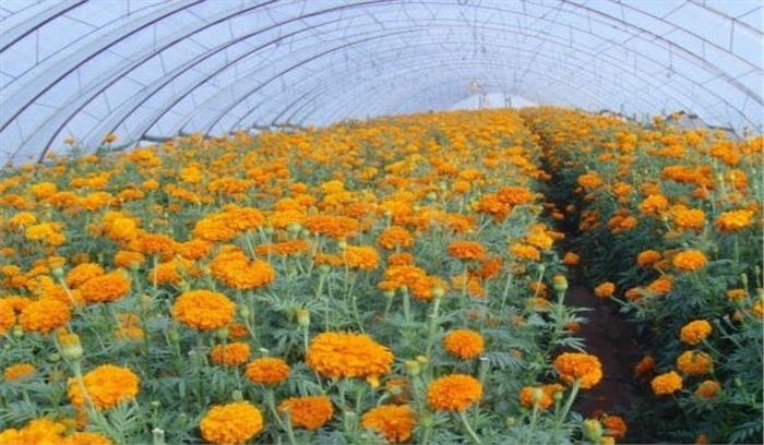 अब चारों धाम में फैलेगी प्रदेश के फूलों की खुशबू, कलस्टर आधारित खेती को मिलेगा बढ़ावा