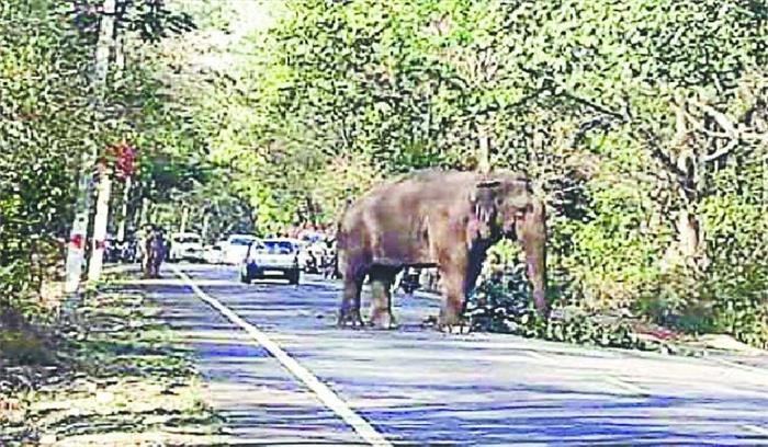 सावधान! काशीपुर-बुआखाल हाईवे पर हाथियों का उपद्रव , खाने की तलाश में आ रहे हाईवे पर
