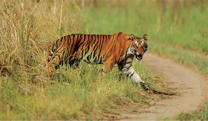 काॅर्बेट पार्क में बाघों की हो रही मौत की जांच के आदेश, लापरवाही पर होगी कड़ी कार्रवाई