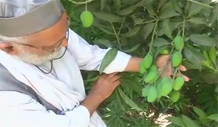 गर्मी के मौसम में बाजार में मिल सकता है योगी आम, उत्तर प्रदेश के एक किसान ने उगाई आम की नई किस्म