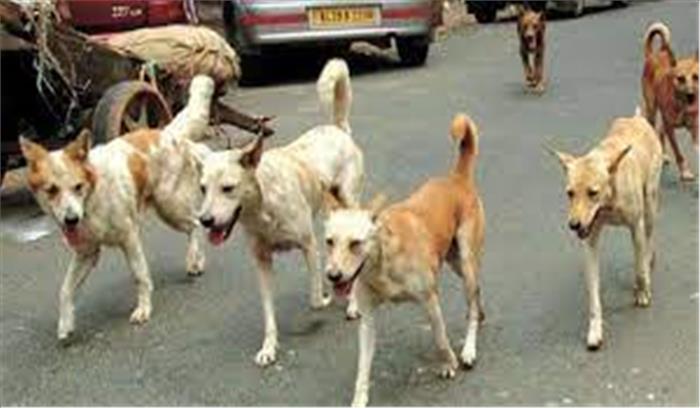 नोएडा - सोसायटी में 7 महीने के बच्चे को कुत्तों ने जमकर नोंचा , पेट में 25 जगह जख्म से मौत