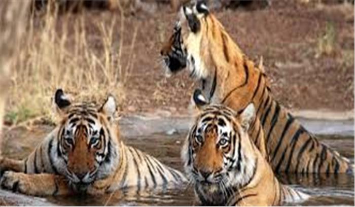 राजाजी टाईगर रिजर्व में बढ़ेगी बाघों की संख्या, एनटीसीए ने दी इसकी मंजूरी