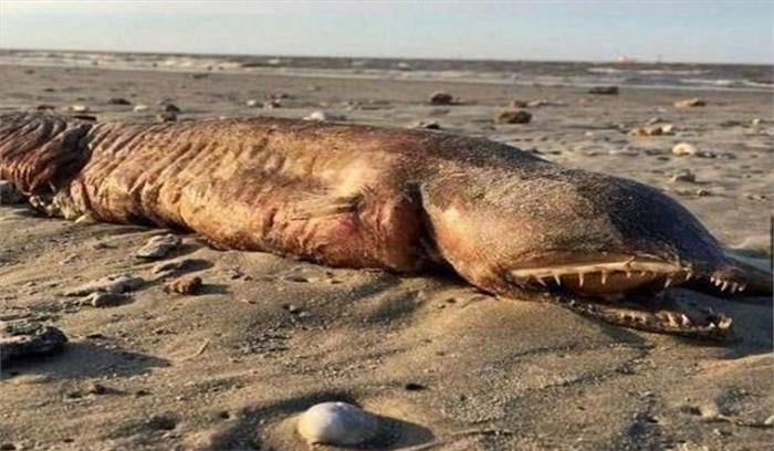 समुद्र तट के किनारे पाया गया रहस्यमयी जीव, देखकर लोगों की आंखें रह गई फटी 

