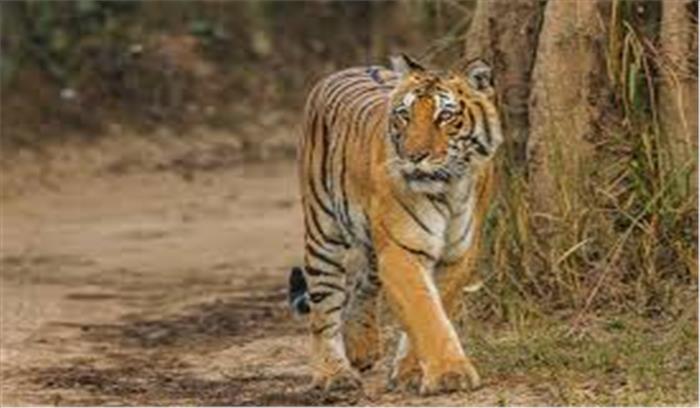 उत्तराखंड में बाघों की संख्या में होगा अब और इजाफा, 2 नए टाईगर रिजर्व आएंगे वजूद में 