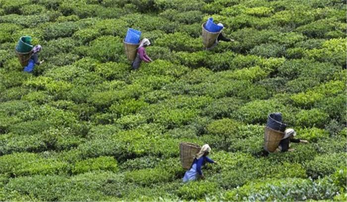 एक बार फिर लोगों को मिलेगा दून की चाय का स्वाद, बागानों को लीज पर लेगा उत्तराखंड चाय विकास बोर्ड  