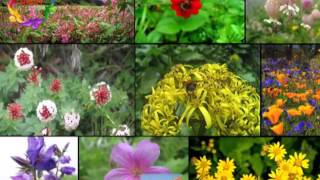 flowers valley
